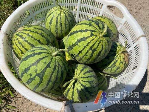 咸二中网课吃瓜,一场关于网络教育的“吃瓜”盛宴