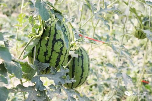 网红吃瓜大集合图片,一场视觉盛宴的狂欢时刻