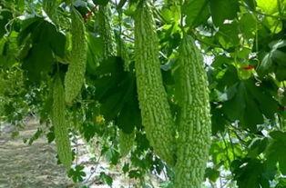 绍兴吃瓜官网,吃瓜官网带你领略江南风味