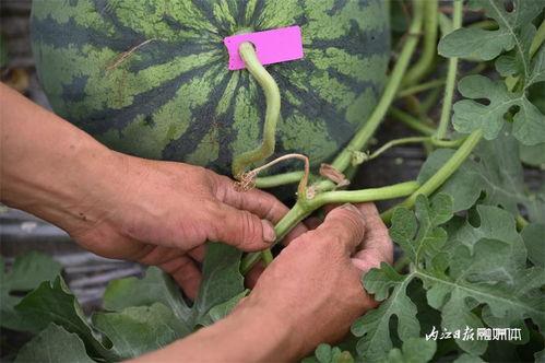 吃瓜网渣,揭秘网络舆论场的“渣”现象