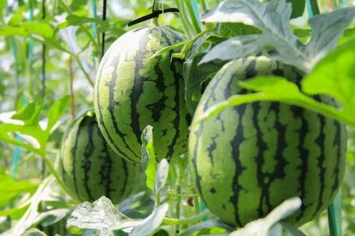 吃瓜网都有什么瓜,盘点娱乐圈最新热点瓜料