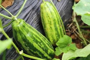 吃瓜网都有什么瓜,盘点娱乐圈最新热点瓜料