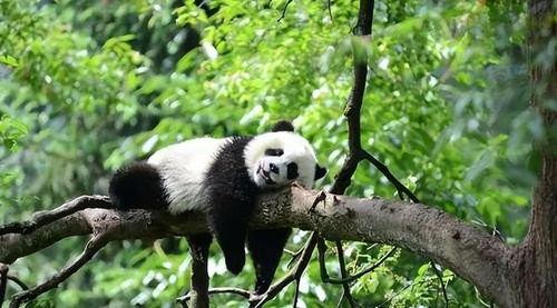 大学城熊猫吃瓜网