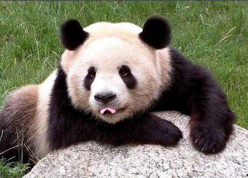 大学城熊猫吃瓜网