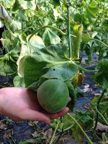 吃瓜最新论坛官网,揭秘娱乐圈最新热点，带你畅游八卦海洋