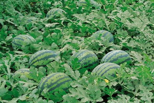 宁乡网红吃瓜群微信