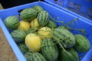 宁乡网红吃瓜群微信