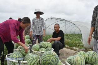 各地吃瓜网,揭秘网络热议背后的真实故事
