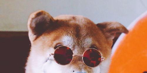 网红狗哥吃瓜是真的吗,真相揭秘