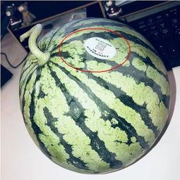 网红甜甜吃瓜,揭秘娱乐圈幕后真相