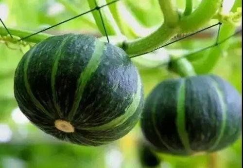 七月网红吃瓜事件真相是真的吗,真相揭秘，还原事件始末