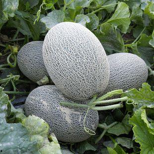 吃瓜网41,热门话题背后的真相与内幕