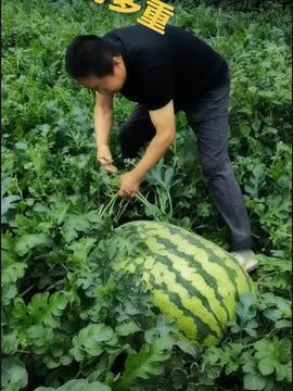 吃瓜网是西瓜视频吗,吃瓜网与西瓜视频，究竟有何关联？