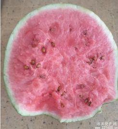 吃瓜给五块钱的网红,五块钱助力网红崛起，揭秘吃瓜经济背后的秘密！”