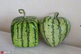 su吃瓜网,揭秘娱乐圈最新热点，带你畅游八卦海洋