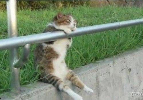 吃瓜网红少女猫猫,吃瓜网红的趣味生活揭秘