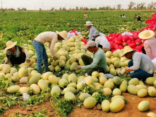 19吃瓜网,网络舆论风向标背后的故事