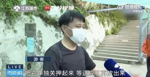 吃瓜挨打的网红是谁,揭秘“网红挨打”事件背后的真相