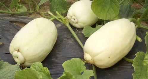 吃瓜网36,带你走进娱乐圈的幕后故事