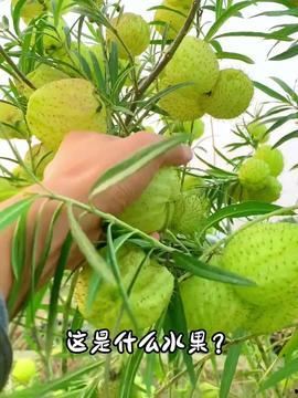 吃瓜网36,带你走进娱乐圈的幕后故事