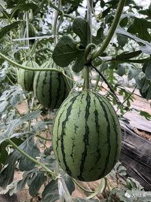 比较热门的网红吃瓜,盘点热门事件背后的真相与笑料