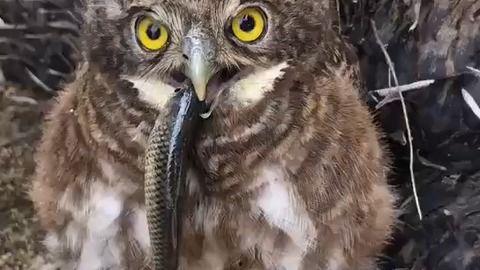 猫头鹰吃瓜网,揭秘网络世界的趣味八卦与深度解读