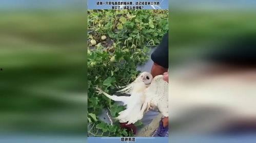 猫头鹰吃瓜网,揭秘网络世界的趣味八卦与深度解读