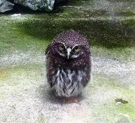 猫头鹰吃瓜网,揭秘网络世界的趣味八卦与深度解读