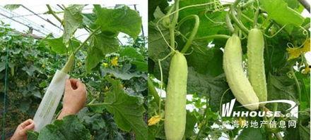 青海吃瓜网最新事件,揭秘神秘事件背后的真相