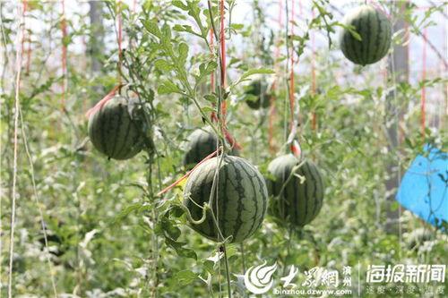 莱阳网红吃瓜事件视频