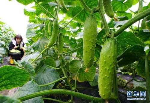 天津吃瓜小网红事件,揭秘网络舆论的风暴与真相