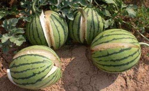 临沂吃瓜网红事件真相,揭秘背后真相与网络舆论风暴