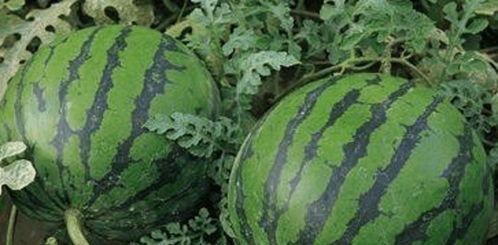 网瓜怎么吃,解锁美味新境界