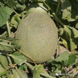 一个网红吃瓜,揭秘娱乐圈幕后真相！