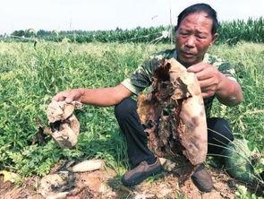 张掖网红吃瓜事件视频,一场网络热议的瓜田奇遇记