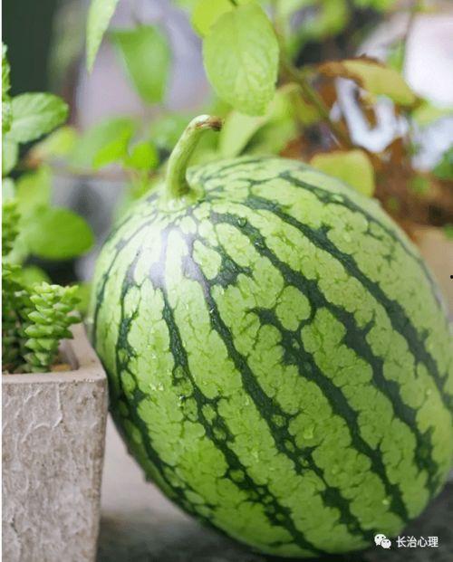 康县网红二饼吃瓜原事件,揭秘网络红人的争议瞬间