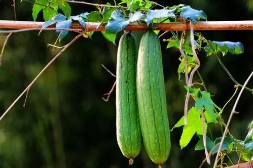 17吃瓜官网,揭秘娱乐圈最新热点，带你畅游八卦海洋