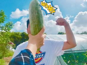 吃瓜最新事件网红有谁啊,吃瓜群众聚焦最新网红事件