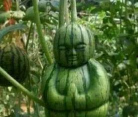 凯里网红吃瓜事件真相,真相大白，网络舆论的力量与反思