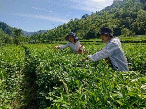 康县店子乡网红吃瓜