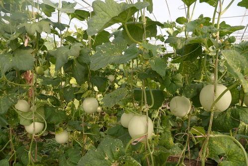 凤凰网吃瓜石川