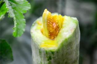 西宁网红吃瓜,一场美食与话题的盛宴 第2张 西宁网红吃瓜,一场美食与话题的盛宴 第2张