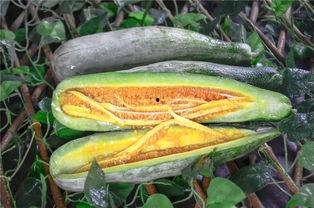 在哪吃网红瓜好吃,揭秘网红瓜的绝妙食府 第2张 在哪吃网红瓜好吃,揭秘网红瓜的绝妙食府 第2张