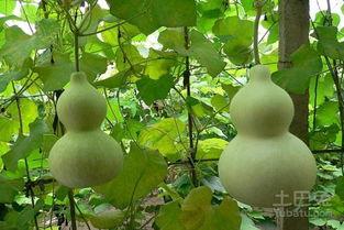 网红吃葫芦瓜 第1张 网红吃葫芦瓜 第1张