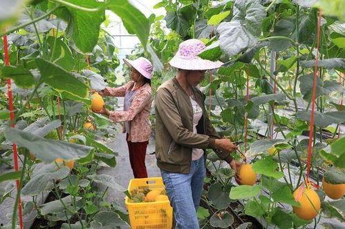 宾阳网红吃瓜,揭秘网络热点背后的故事