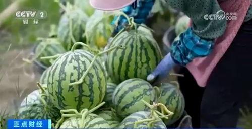 晋江网红吃瓜视频大全集,揭秘网络红人幕后故事 第3张 晋江网红吃瓜视频大全集,揭秘网络红人幕后故事 第3张