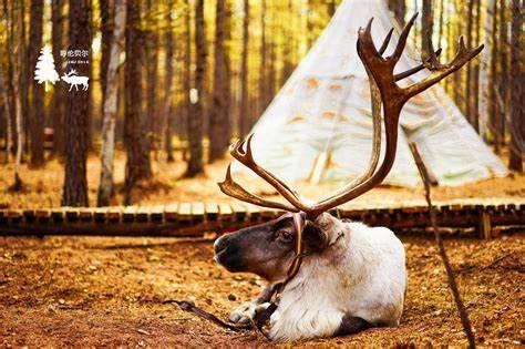 网红驯鹿吃瓜图片大全集