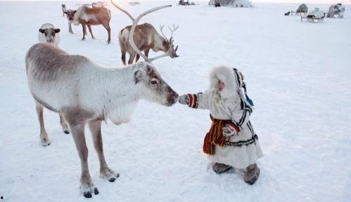 网红驯鹿吃瓜图片大全集  第2张
