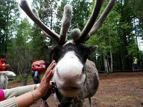 网红驯鹿吃瓜图片大全集  第3张