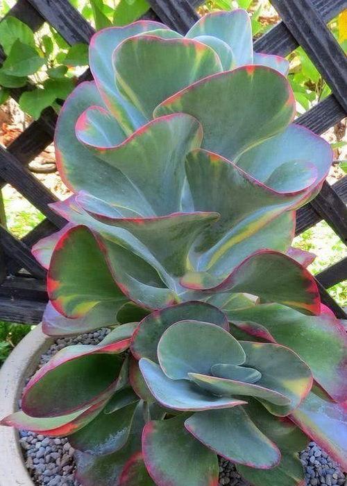 多肉小野猫维密吃瓜网,揭秘吃瓜网背后的秘密世界